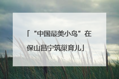 “中国最美小鸟”在保山昌宁筑巢育儿