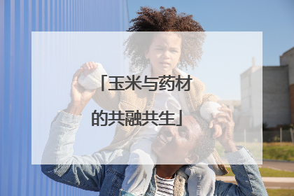 玉米与药材的共融共生