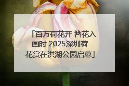 百万荷花开 簪花入画时 2025深圳荷花赏在洪湖公园启幕