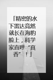 精密的水下雷达竟然就长在海豹脸上，科学家直呼“真香”！