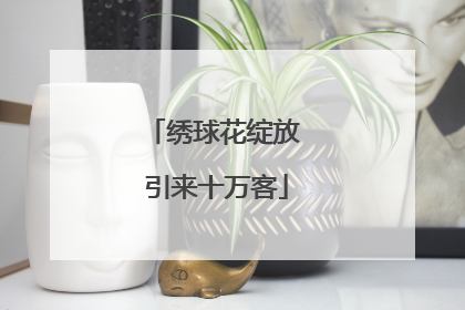 绣球花绽放 引来十万客