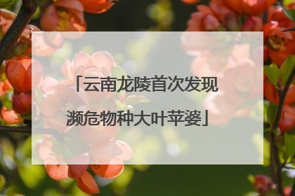 云南龙陵首次发现濒危物种大叶苹婆