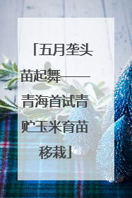 五月垄头苗起舞——青海首试青贮玉米育苗移栽