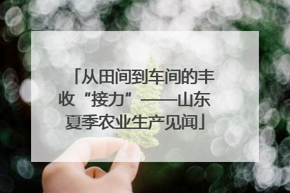 从田间到车间的丰收“接力”——山东夏季农业生产见闻