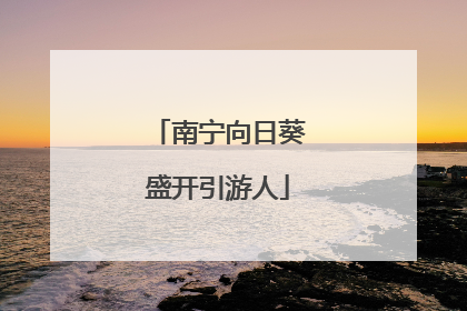 南宁向日葵盛开引游人