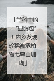 兰科中的“显眼包”！内乡发现珍稀濒危植物毛萼山珊瑚