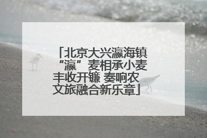 北京大兴瀛海镇“瀛”麦相承小麦丰收开镰 奏响农文旅融合新乐章