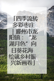 四季流转 多彩枣庄｜滕州市龙阳镇：“龙湖月色”向日葵花海 绘就乡村振兴新画卷