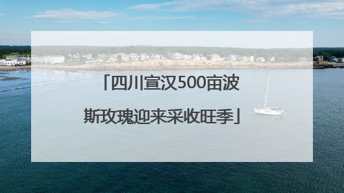 四川宣汉500亩波斯玫瑰迎来采收旺季