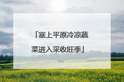 塞上平原冷凉蔬菜进入采收旺季