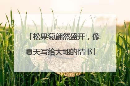 松果菊翩然盛开，像夏天写给大地的情书