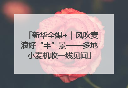新华全媒+｜风吹麦浪好“丰”景——多地小麦机收一线见闻