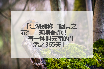 江湖别称“幽灵之花”，现身临沧！——有一种叫云南的生活之365天