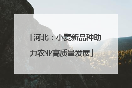 河北：小麦新品种助力农业高质量发展