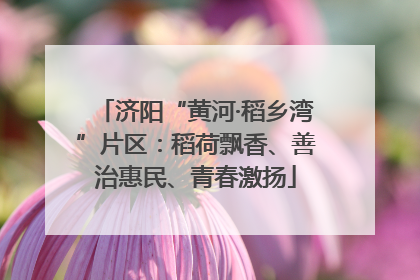 济阳“黄河·稻乡湾”片区：稻荷飘香、善治惠民、青春激扬