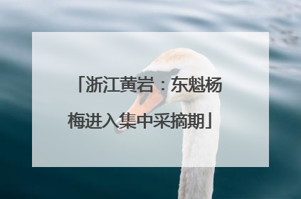 浙江黄岩：东魁杨梅进入集中采摘期