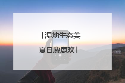 湿地生态美 夏日麋鹿欢