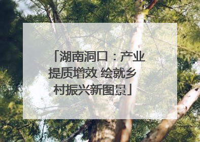 湖南洞口：产业提质增效 绘就乡村振兴新图景