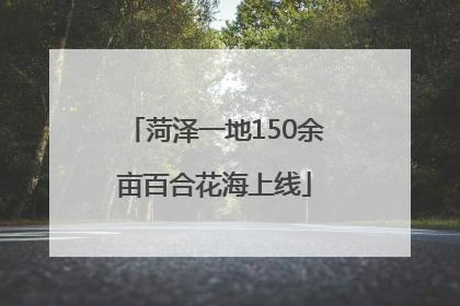 菏泽一地150余亩百合花海上线