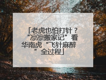 老虎也怕打针？“凛凛搬家记”看华南虎“飞针麻醉”全过程
