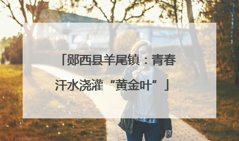 郧西县羊尾镇：青春汗水浇灌“黄金叶”