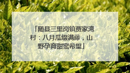 随县三里岗镇贾家湾村：八月瓜缀满藤，山野孕育甜蜜希望