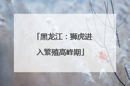 黑龙江：狮虎进入繁殖高峰期